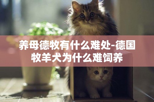 養母德牧有什么難處-德國牧羊犬為什么難飼養