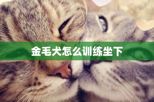 金毛犬怎么訓練坐下