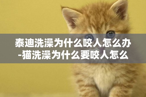 泰迪洗澡為什么咬人怎么辦-貓洗澡為什么要咬人怎么辦
