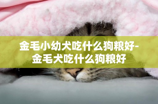 金毛小幼犬吃什么狗糧好-金毛犬吃什么狗糧好