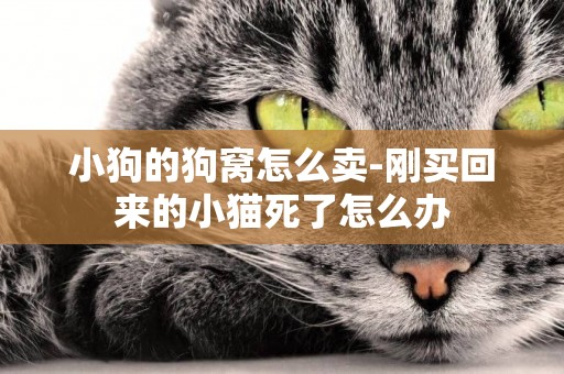 小狗的狗窩怎么賣-剛買回來的小貓死了怎么辦