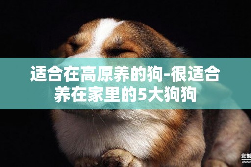 適合在高原養的狗-很適合養在家里的5大狗狗