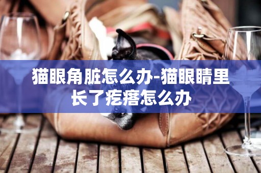 貓眼角臟怎么辦-貓眼睛里長了疙瘩怎么辦
