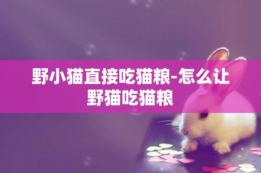 野小貓直接吃貓糧-怎么讓野貓吃貓糧