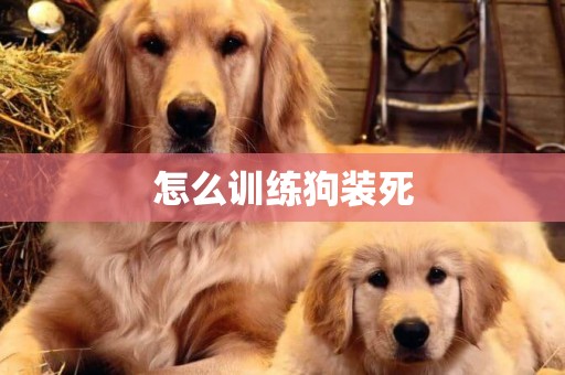 怎么訓練狗裝死