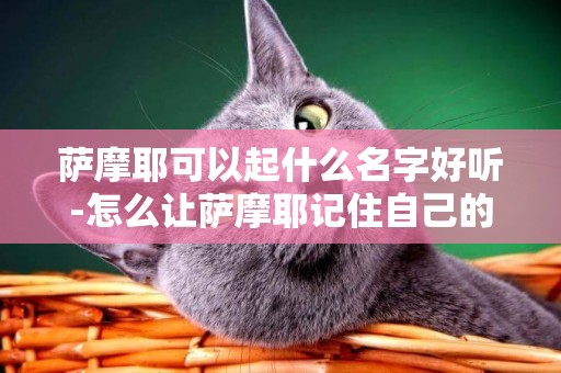 薩摩耶可以起什么名字好聽-怎么讓薩摩耶記住自己的名字