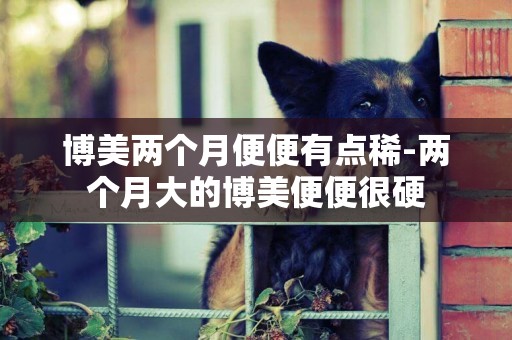 博美兩個月便便有點稀-兩個月大的博美便便很硬