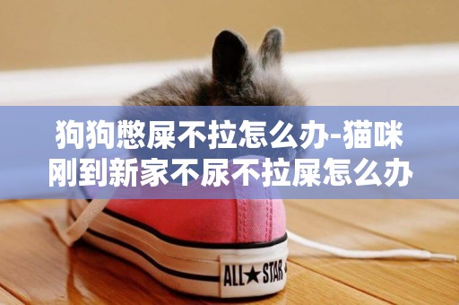 狗狗憋屎不拉怎么辦-貓咪剛到新家不尿不拉屎怎么辦