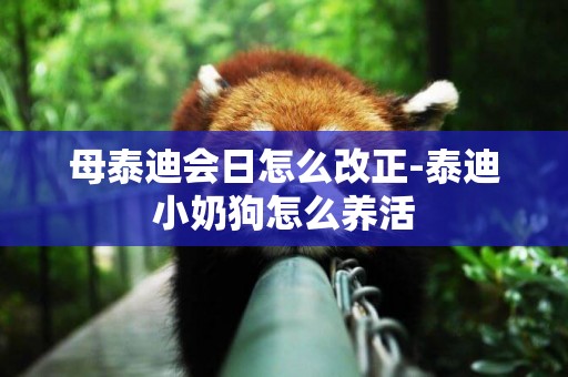母泰迪會日怎么改正-泰迪小奶狗怎么養活