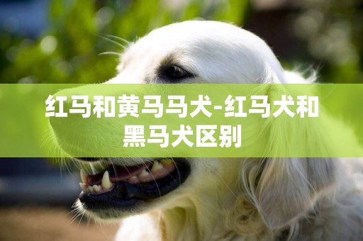 紅馬和黃馬馬犬-紅馬犬和黑馬犬區別