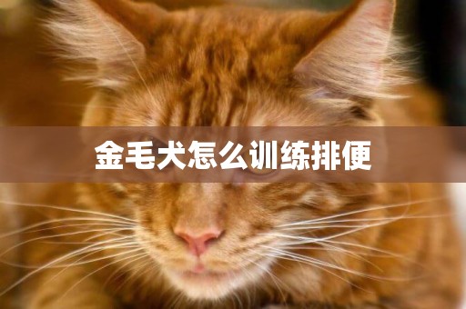 金毛犬怎么訓練排便