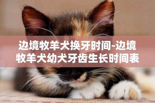邊境牧羊犬換牙時間-邊境牧羊犬幼犬牙齒生長時間表