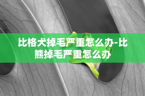 比格犬掉毛嚴重怎么辦-比熊掉毛嚴重怎么辦
