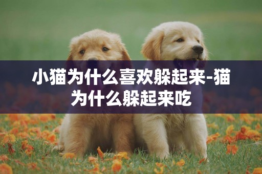 小貓為什么喜歡躲起來-貓為什么躲起來吃