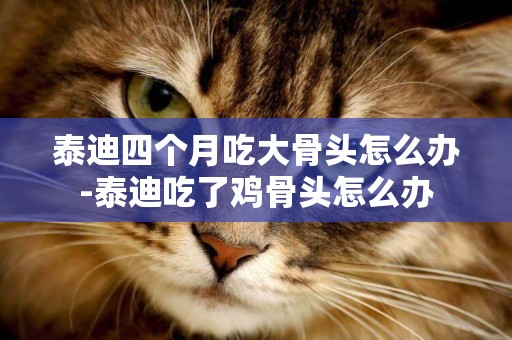 泰迪四個月吃大骨頭怎么辦-泰迪吃了雞骨頭怎么辦