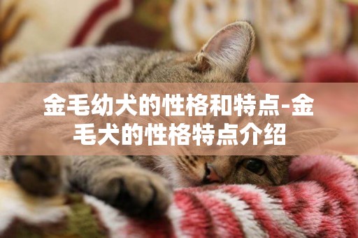 金毛幼犬的性格和特點-金毛犬的性格特點介紹