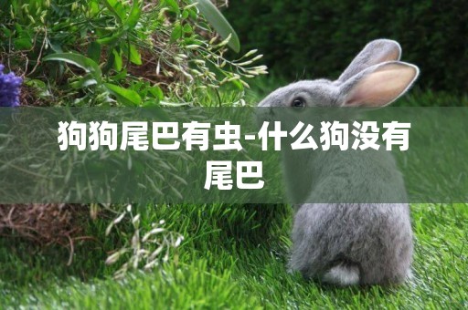 狗狗尾巴有蟲-什么狗沒有尾巴