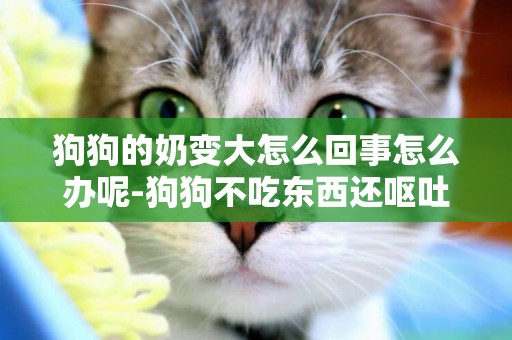 狗狗的奶變大怎么回事怎么辦呢-狗狗不吃東西還嘔吐是怎么回事