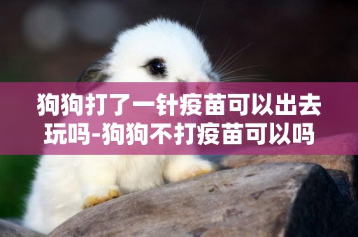 狗狗打了一針疫苗可以出去玩嗎-狗狗不打疫苗可以嗎