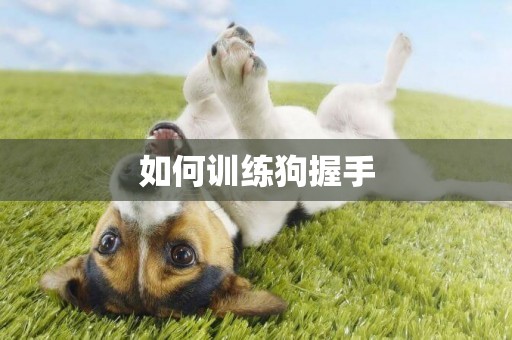 如何訓練狗握手