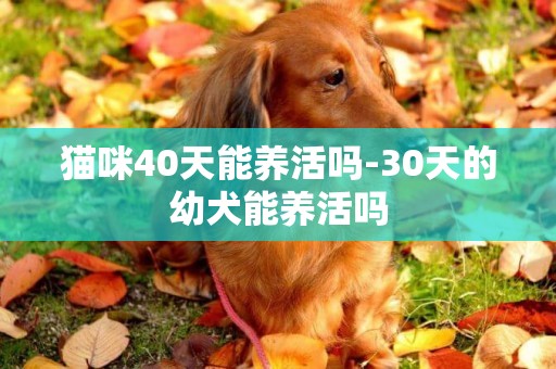 貓咪40天能養活嗎-30天的幼犬能養活嗎