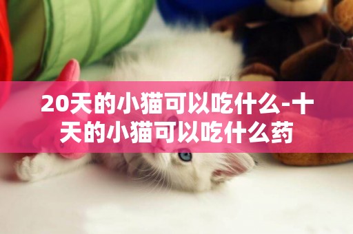 20天的小貓可以吃什么-十天的小貓可以吃什么藥