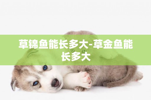 草錦魚能長多大-草金魚能長多大