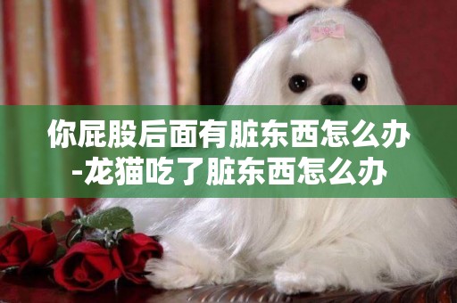 你屁股后面有臟東西怎么辦-龍貓吃了臟東西怎么辦