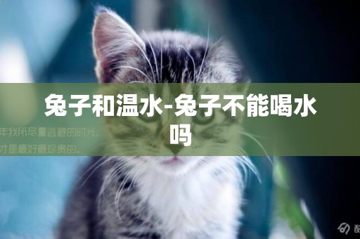 兔子和溫水-兔子不能喝水嗎