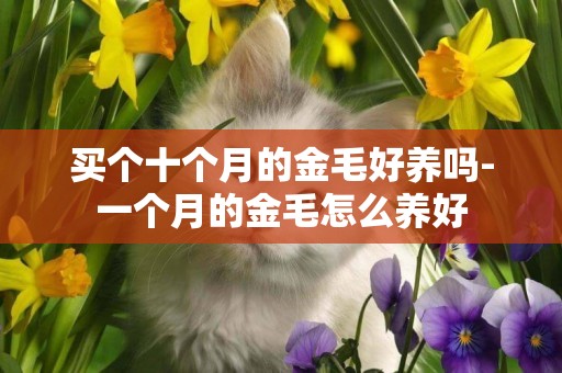 買個十個月的金毛好養嗎-一個月的金毛怎么養好