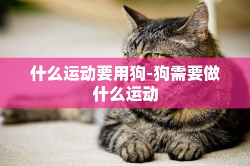 什么運動要用狗-狗需要做什么運動