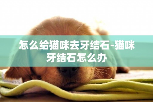 怎么給貓咪去牙結石-貓咪牙結石怎么辦