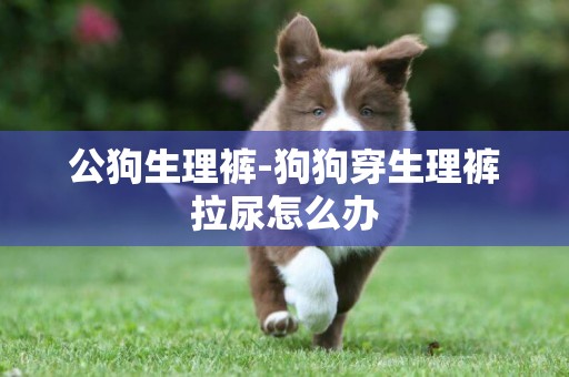 公狗生理褲-狗狗穿生理褲拉尿怎么辦