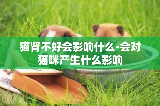 貓腎不好會影響什么-會對貓咪產生什么影響