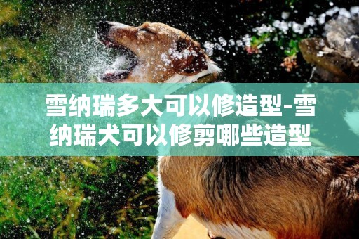 雪納瑞多大可以修造型-雪納瑞犬可以修剪哪些造型
