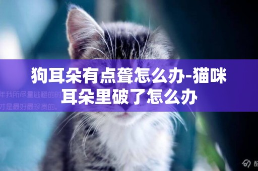 狗耳朵有點聾怎么辦-貓咪耳朵里破了怎么辦