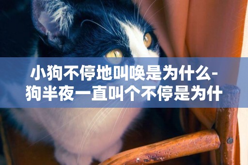 小狗不停地叫喚是為什么-狗半夜一直叫個不停是為什么