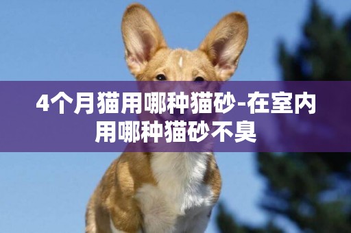 4個月貓用哪種貓砂-在室內用哪種貓砂不臭
