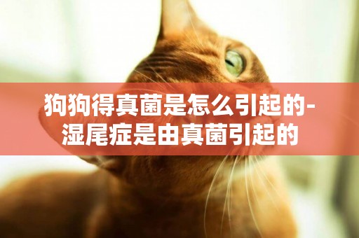 狗狗得真菌是怎么引起的-濕尾癥是由真菌引起的