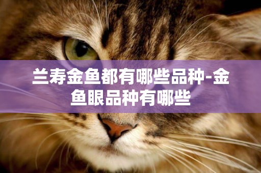 蘭壽金魚都有哪些品種-金魚眼品種有哪些