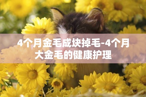 4個月金毛成塊掉毛-4個月大金毛的健康護理
