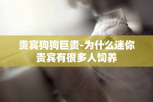 貴賓狗狗巨貴-為什么迷你貴賓有很多人飼養