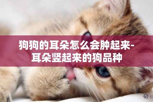 狗狗的耳朵怎么會腫起來-耳朵豎起來的狗品種
