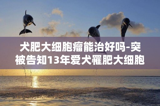 犬肥大細胞瘤能治好嗎-突被告知13年愛犬罹肥大細胞瘤