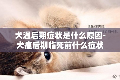 犬溫后期癥狀是什么原因-犬瘟后期臨死前什么癥狀