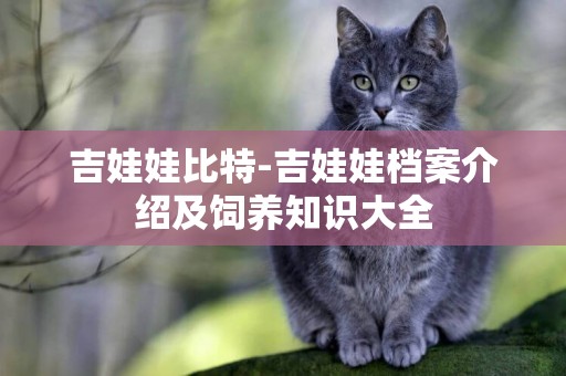 吉娃娃比特-吉娃娃檔案介紹及飼養知識大全