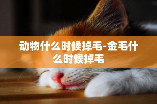 動物什么時候掉毛-金毛什么時候掉毛
