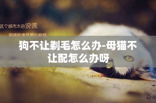 狗不讓剃毛怎么辦-母貓不讓配怎么辦呀