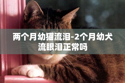 兩個月幼貓流淚-2個月幼犬流眼淚正常嗎