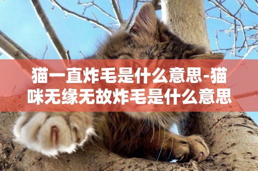 貓一直炸毛是什么意思-貓咪無緣無故炸毛是什么意思